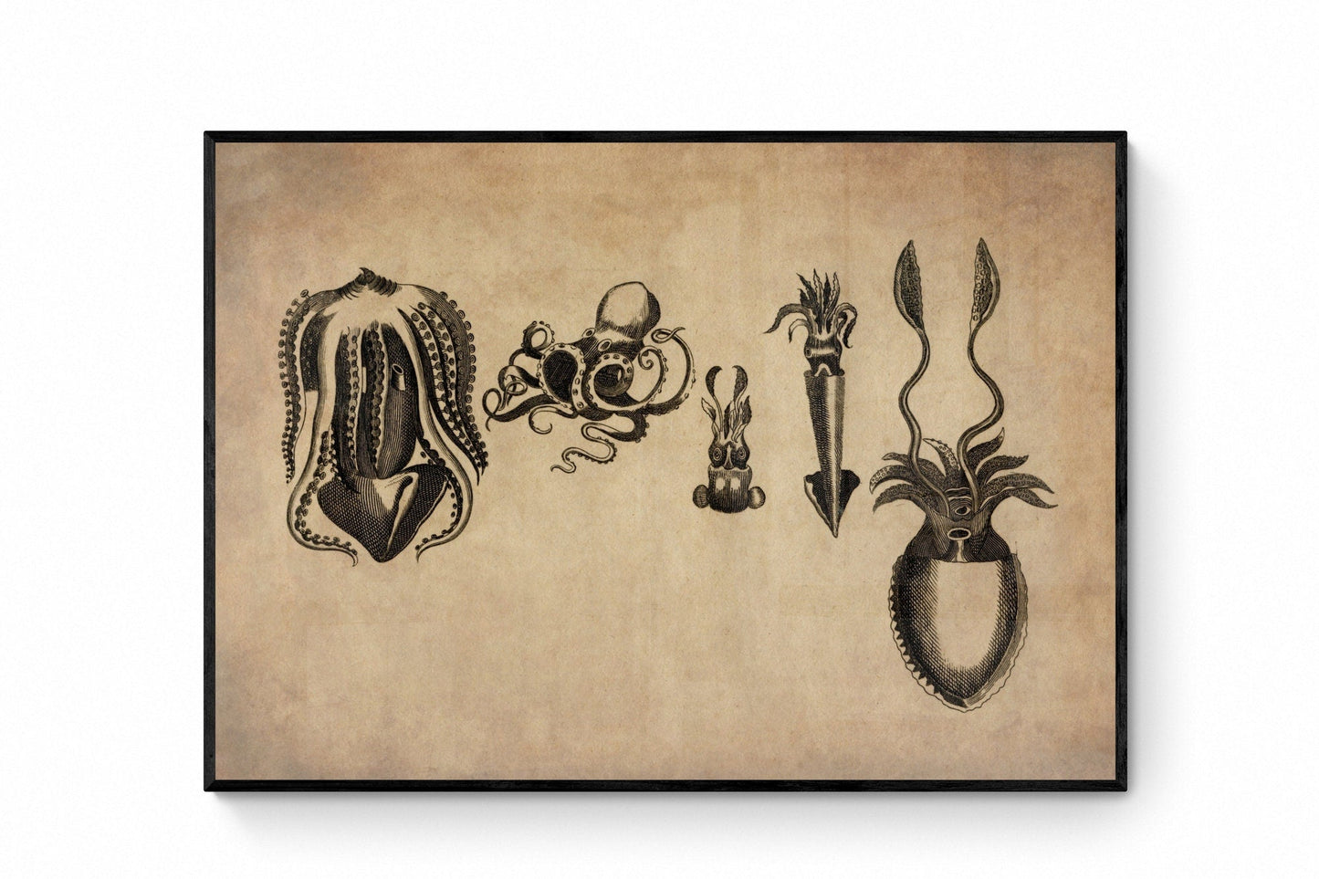 Cuttlefish Print