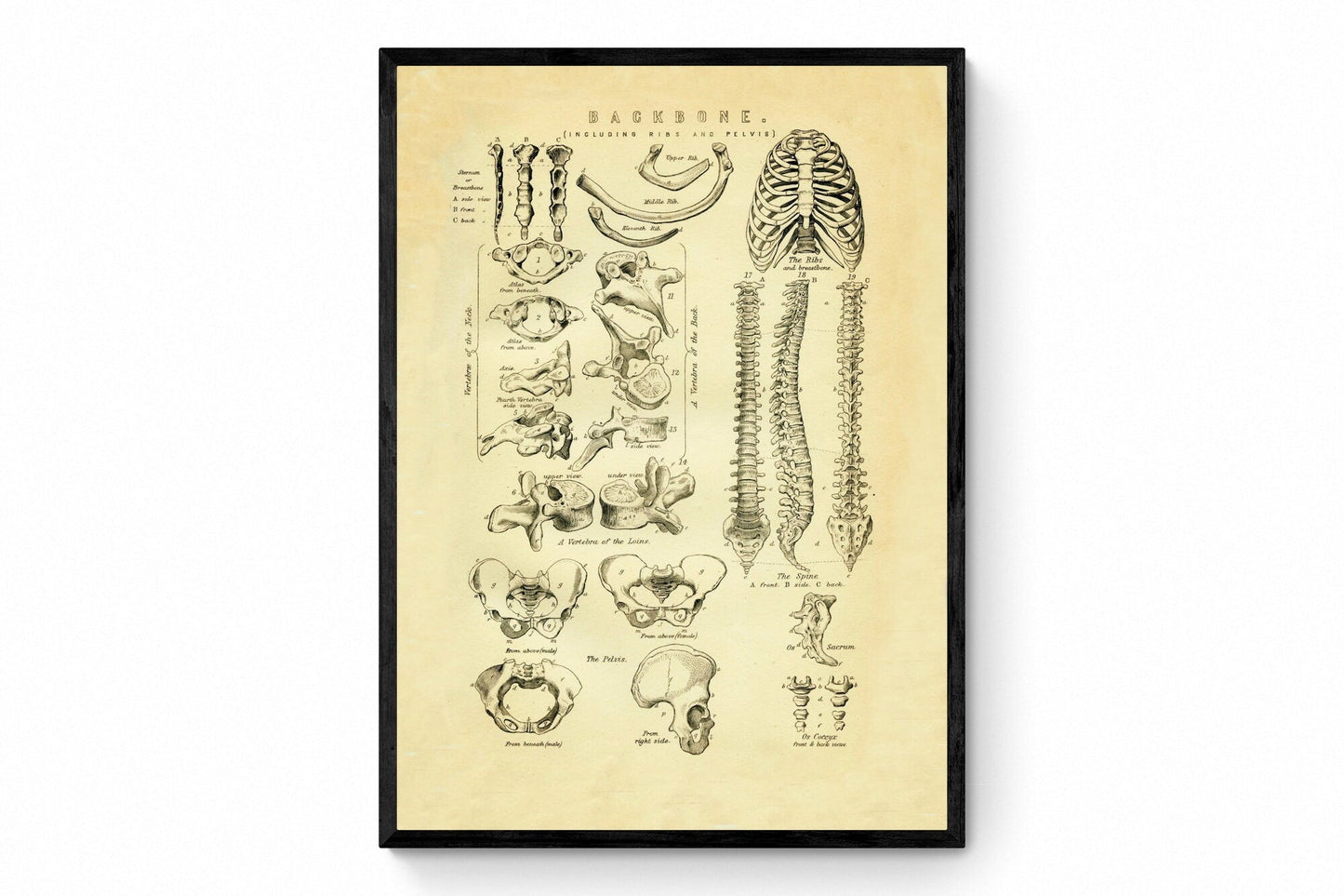 Backbone Skeleton Print