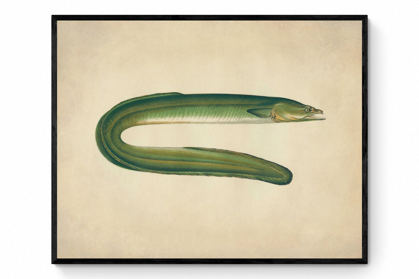 Dublin Eel Print