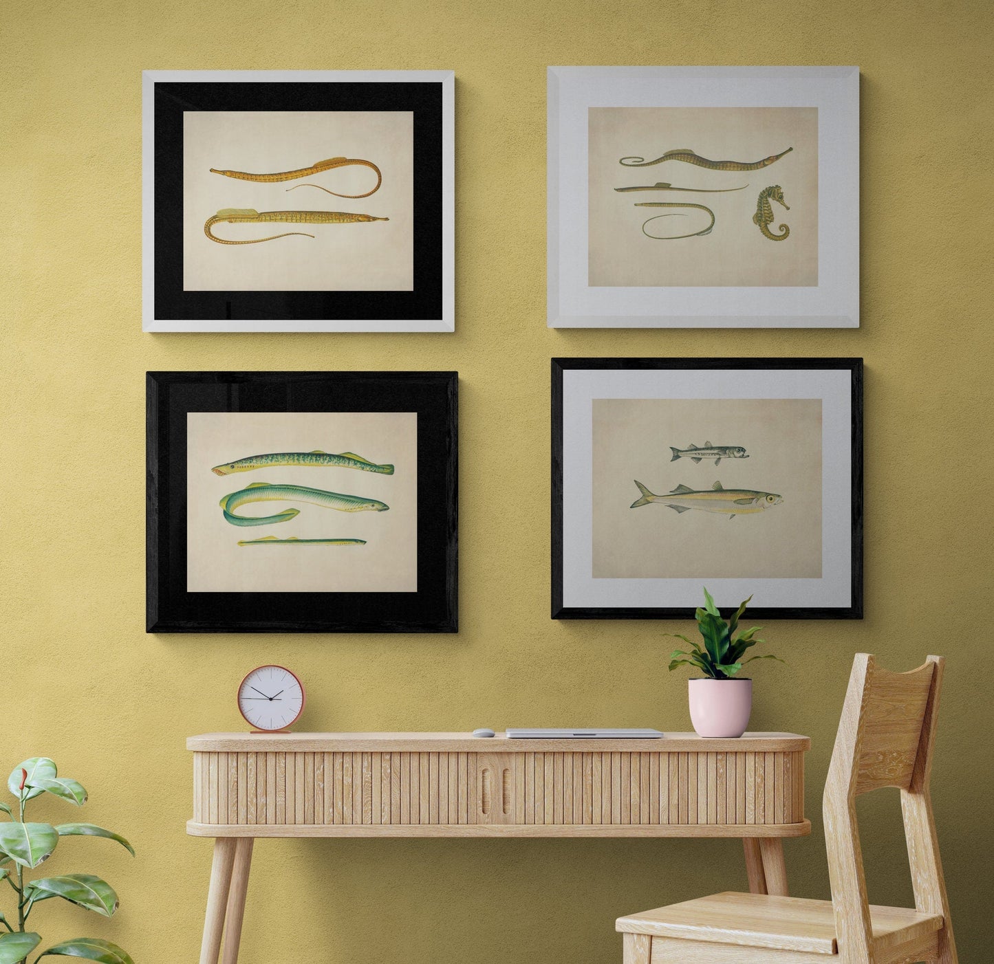 Hippocampus, Snake Pipefish, Worm Pipefish, Straight