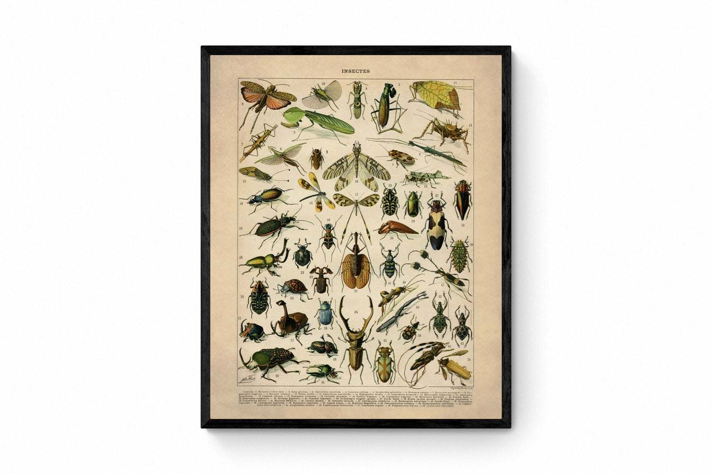 Insects