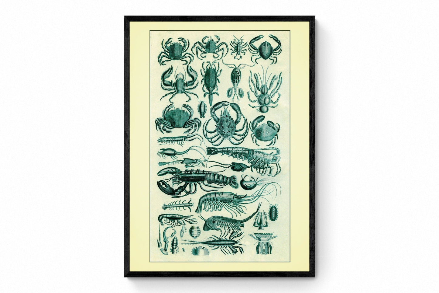 Crustaceans