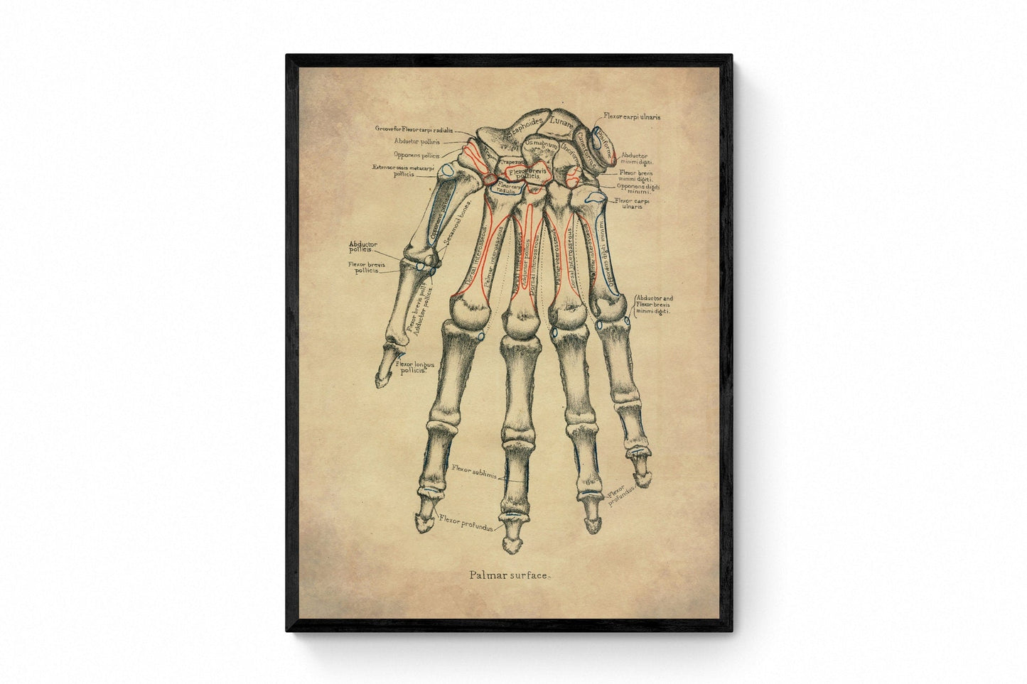 Hand Bones Print