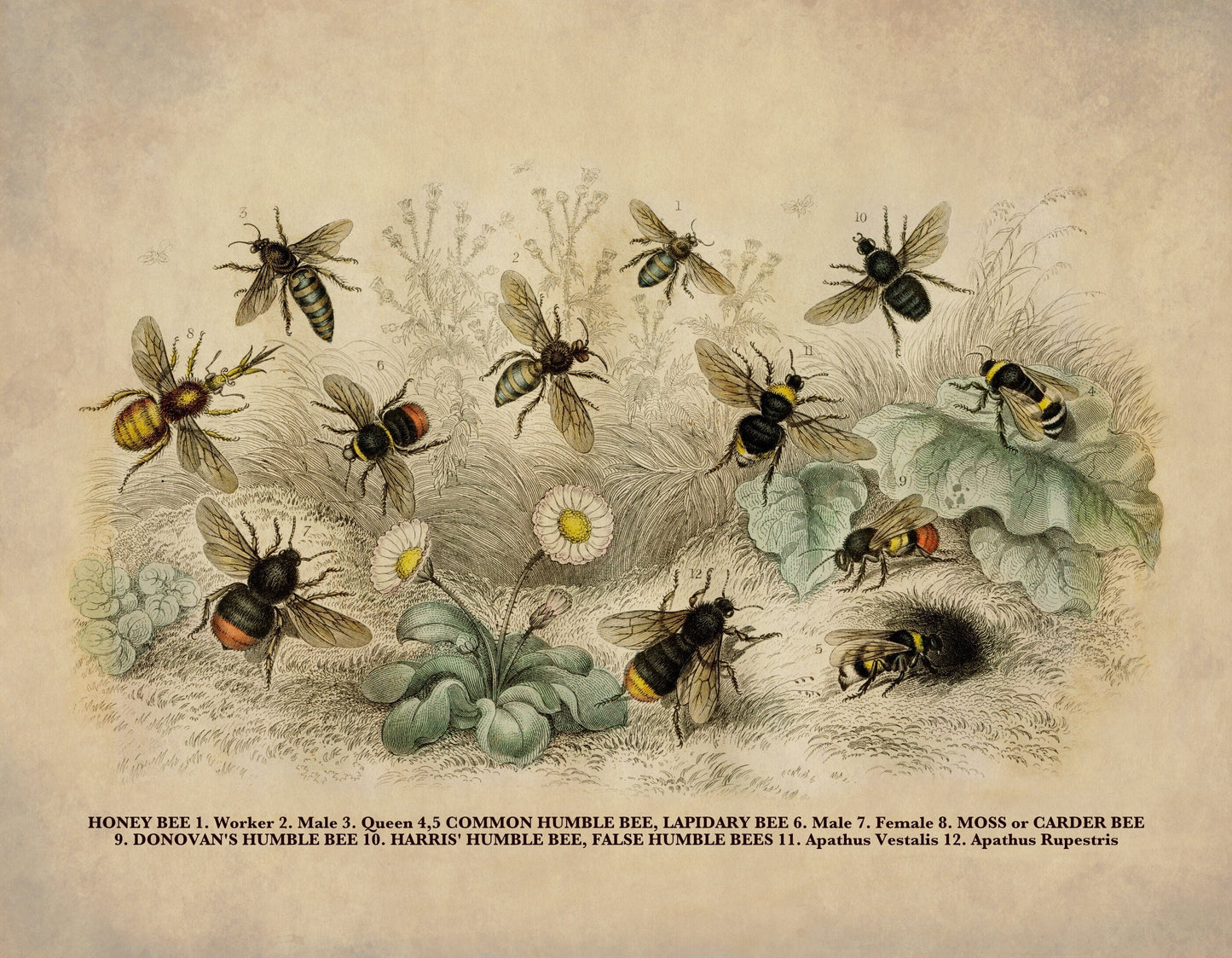 Bees Print