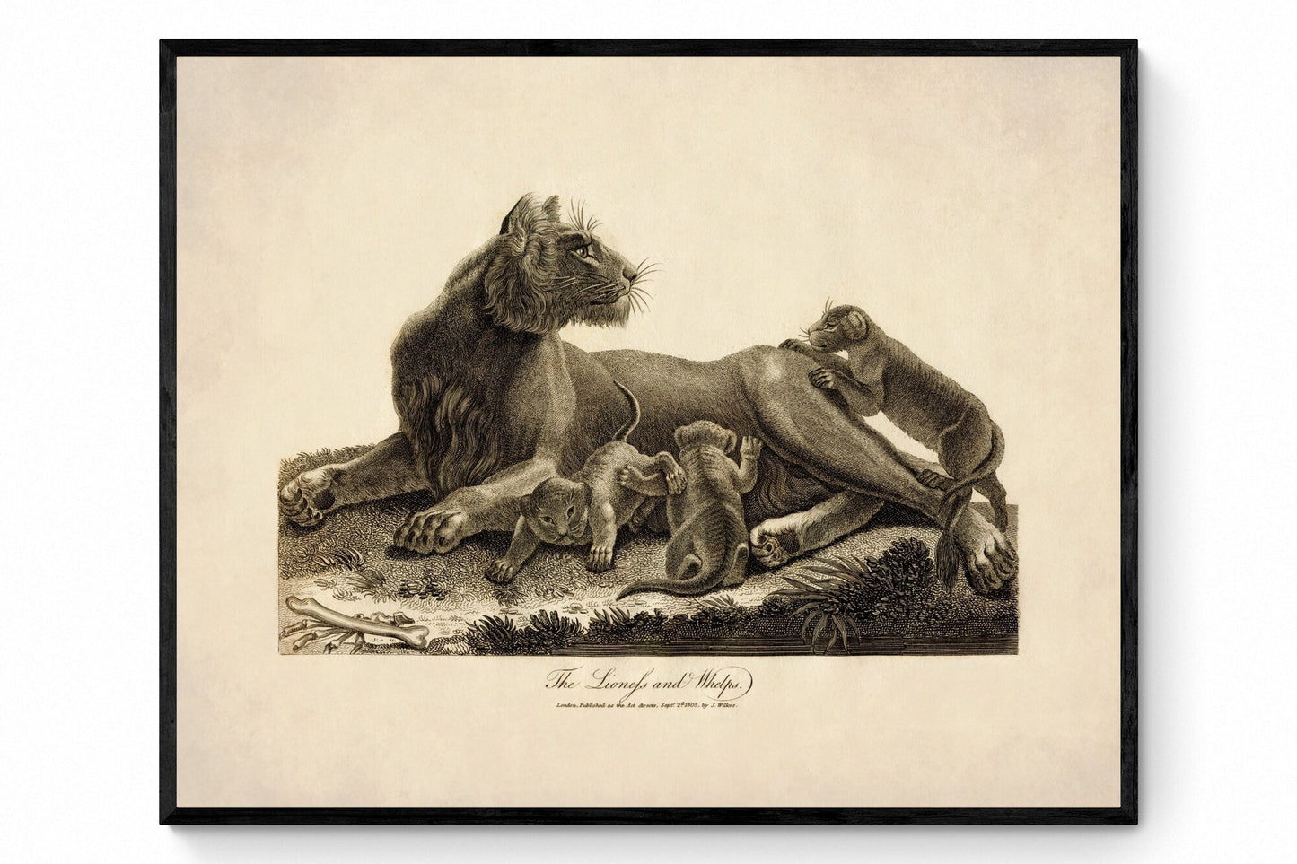 Lioness and Whelps