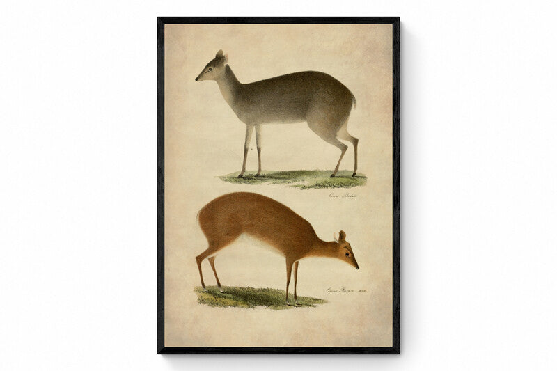 Deer Print