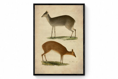 Deer Print