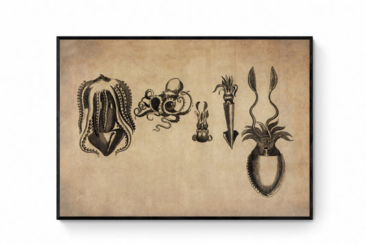 Cuttlefish Print