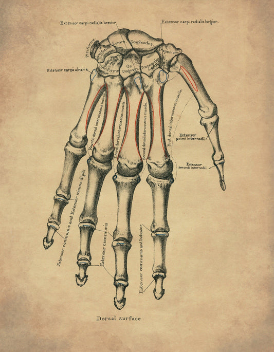 Hand Bones Print