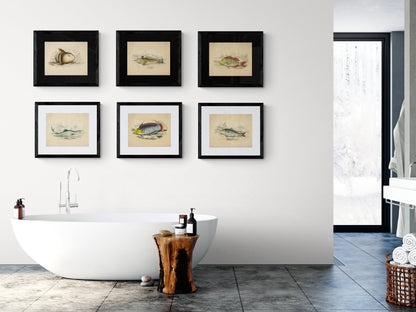 Blue Shark Print