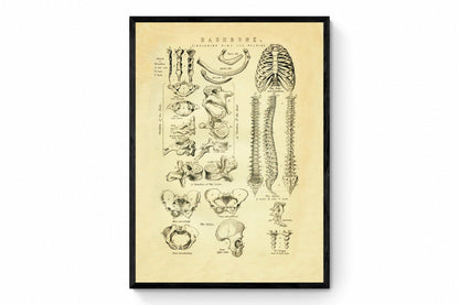 Backbone Skeleton Print