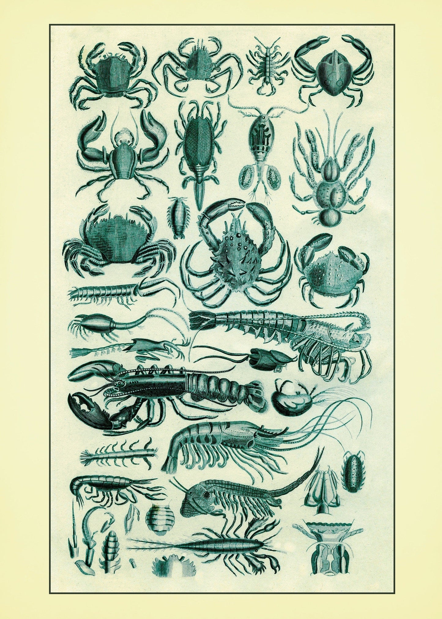 Crustaceans
