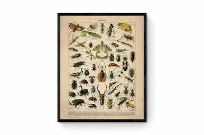 Insects