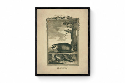 Badger Print