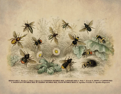 Bees Print