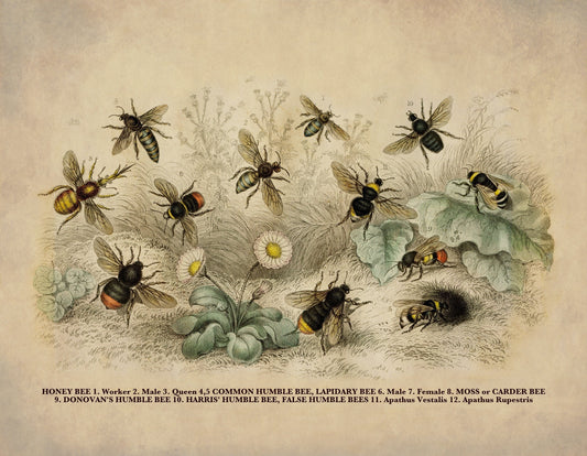 Bees Print