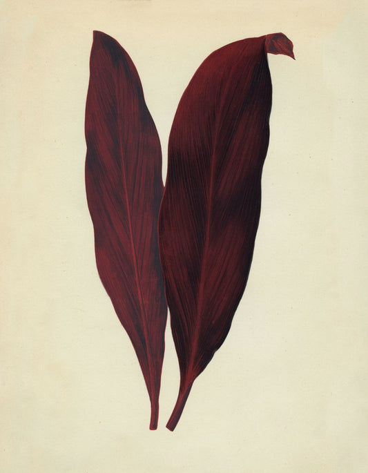 Dracaena Ferrea Print