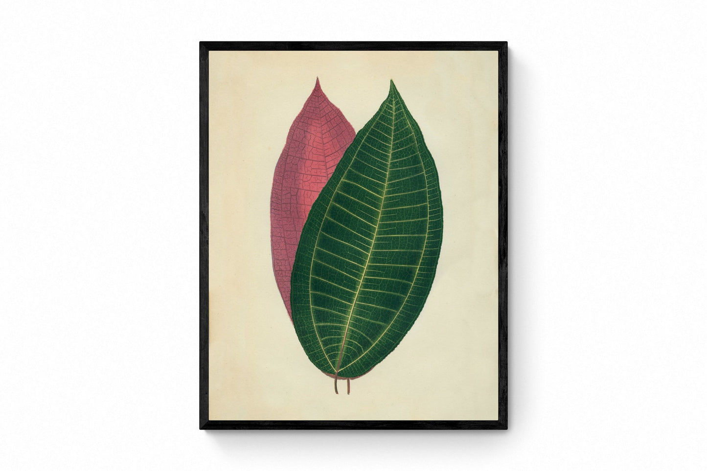 Cyanophyllum Magnificum Print