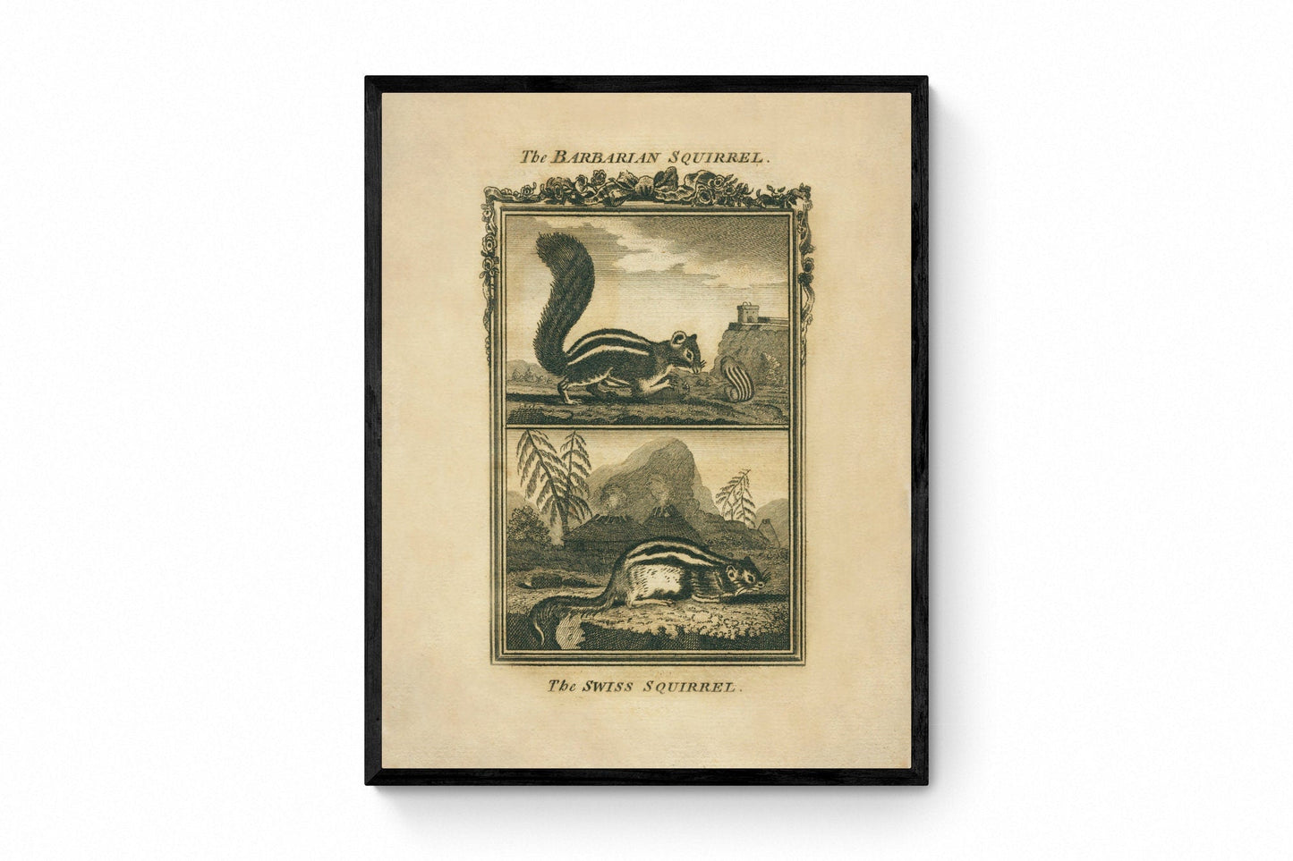 Barbarian Squirrel and Swiss Squirrel Print