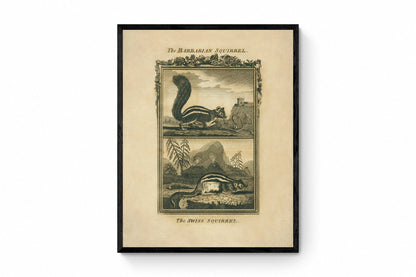 Barbarian Squirrel and Swiss Squirrel Print