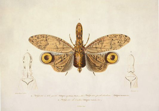 Fulgora Graciliceps Print