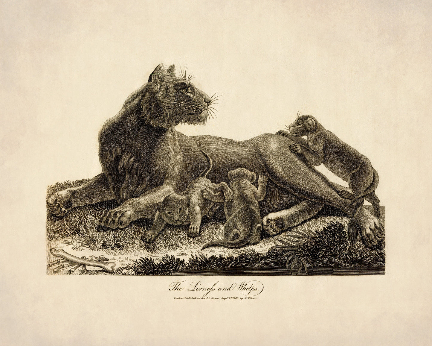 Lioness and Whelps
