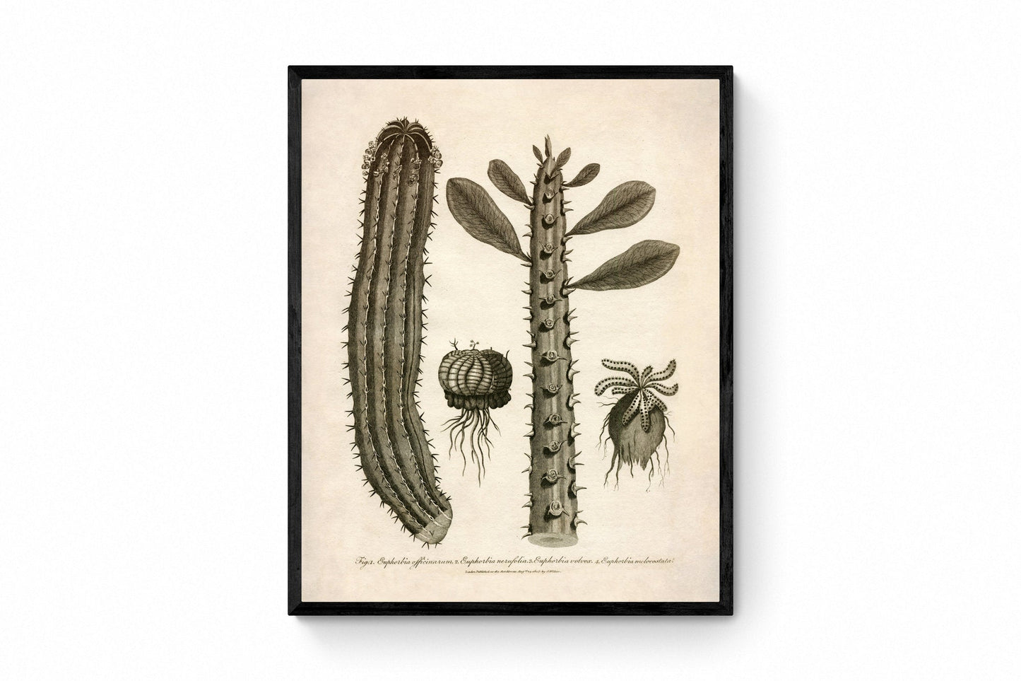 Euphorbia Species 1805