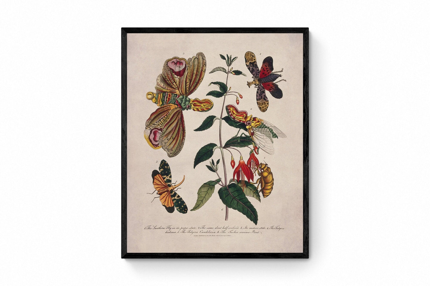 Lantern Fly (Fulgora) on a Flowering Fuchsia