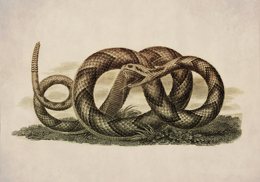 Banded Rattlesnake