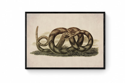 Banded Rattlesnake