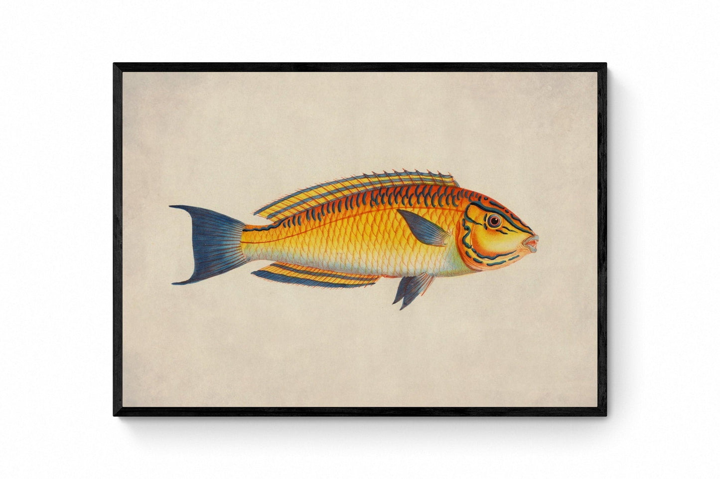 Brazilian Wrasse