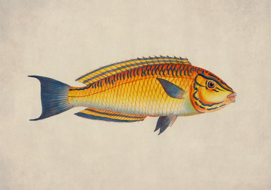 Brazilian Wrasse